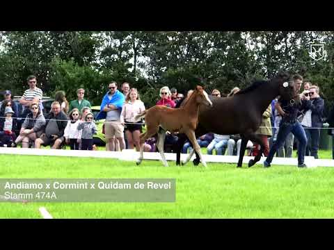 Fohlenprämierung Föhr 2020 | Hengst | St. 474A | Andiamo x Cormint x Quidam de Revel | ZG Rörden