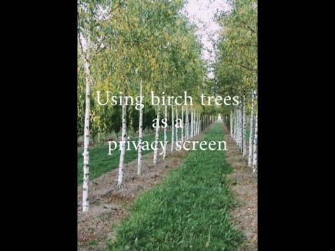 Using birch trees as a privacy screen