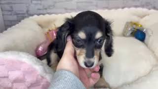 ミニチュアダックスの動画01