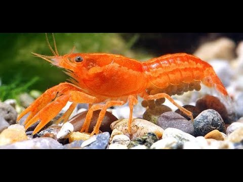 Zwergflusskrebs - Oranger CPO (Cambarellus patzcuarensis)