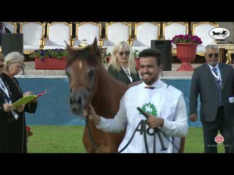 N 48 HEKAYAT ALJAWAD   2021 KING ABDULAZIZ ARABIAN HORSE CENTER SHOW   Yearling Fillies Class 1C