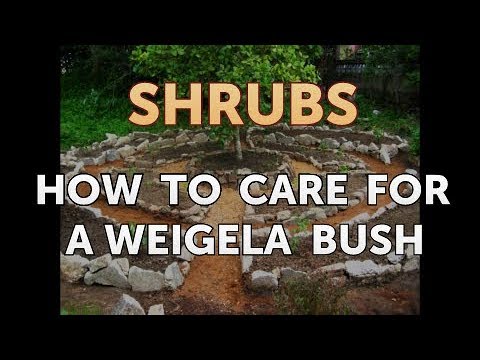 How to Prune a Bottlebrush Shrub