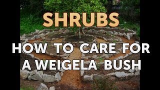 How to Care for a Weigela Bush