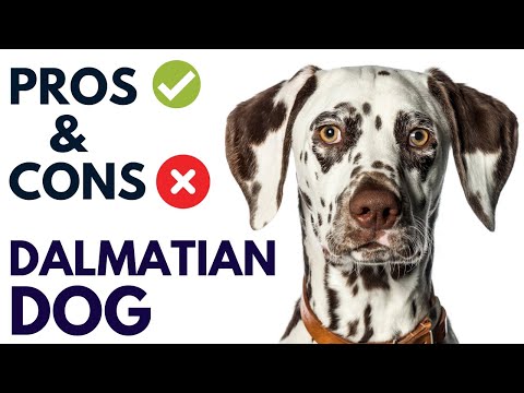 Dalmatian Dog Breed Pros and Cons | Dalmatian Dog Advantages and Disadvantages   #AnimalPlatoon