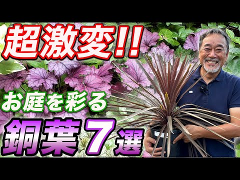 園芸 ギンバイカの葉のミルクワート、Polygala myrtifolia