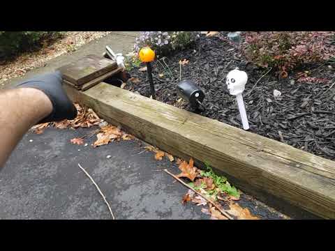 Massive Citronella Infestation in Farmingdale, NJ