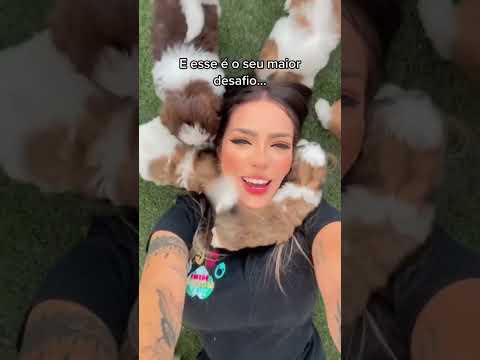 loja de filhotinhos (Shih Tzu)