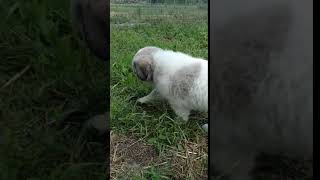 Video preview image #2 Great Pyrenees Puppy For Sale in MEDARYVILLE, IN, USA