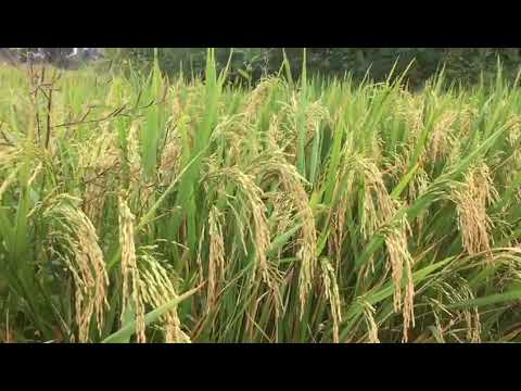 Srikar Suguna Paddy Field  in Chhattishgarh