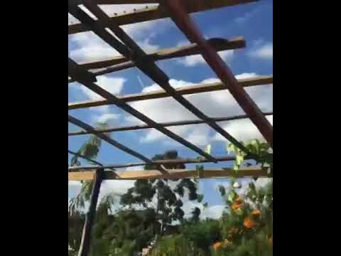 BRUNO BRONKS (HERDEIRO DO PASSINHO)