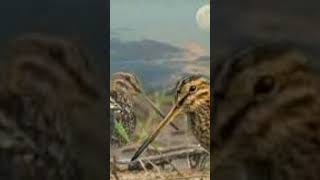 Download lagu suara burung sawah berkik burcet /belkek mp3