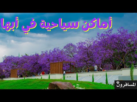 الفيديو