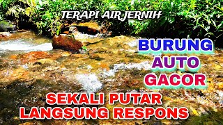Download lagu Burung Auto Gacor, Suara Air Terapi & Hutan Liar untuk Semua Jenis Burung Cepat Buka Paruh mp3 Download lagu Burung Auto Gacor, Suara Air Terapi & Hutan Liar untuk Semua Jenis Burung Cepat Buka Paruh mp3