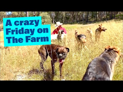 CRAZY Friday | BIG Dogs living Farm Life
