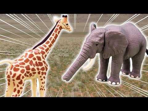 【アニア】ゾウvsキリン どっちがつよい？｜タカラトミー公式