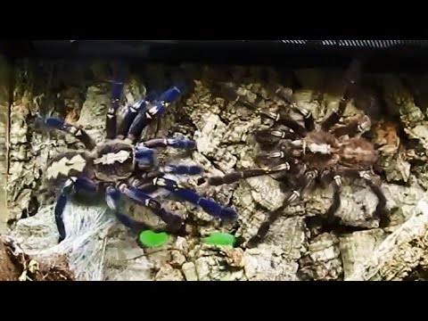 Poecilotheria metallica mating Gooty Sapphire Ornamental
