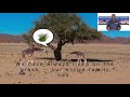 Detroit Zoo Wildlife Adventure Story When The Giraffes First Raised Their Necks