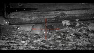 30+ rats - week 1 ratting action - pard nv008 lrf - night vision rat hunting