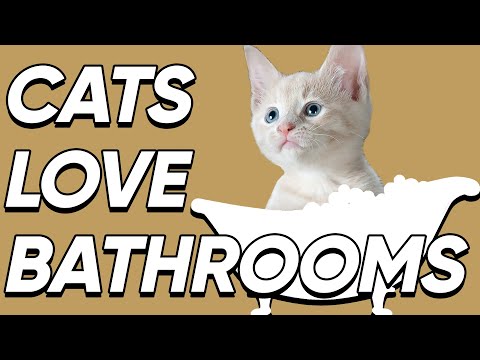 Why Is My Cat Obsessed With The Bathroom?