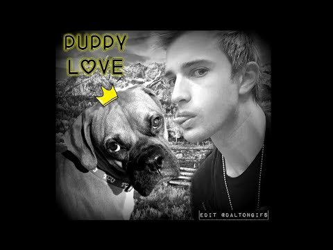 Puppy Love - Dalton Rapattoni