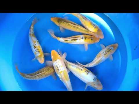 JKS-107 Nisai mix Ayawakaba and midorigoi