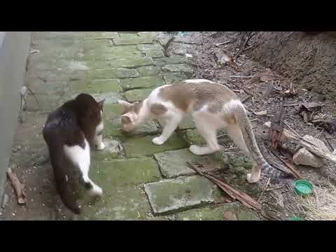 #cat 💢💢🌼🌼