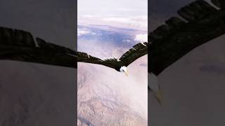 Download lagu Burung Elang terbang sangat tinggi. #animals ##shorts #viral #shortvideo #youtubeshorts mp3