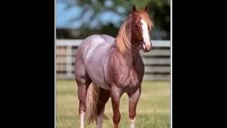 grupo laberinto el canelo