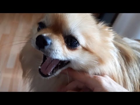 Cute little dog loves to cuddle :-)!