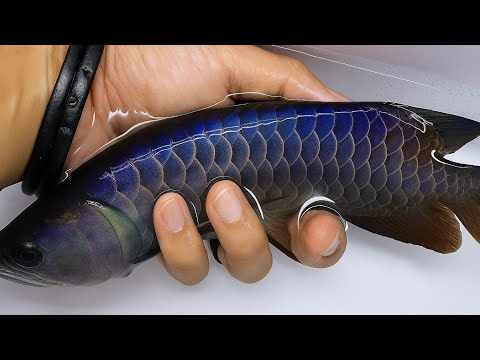 7 Ikan Arwana Termahal di Dunia