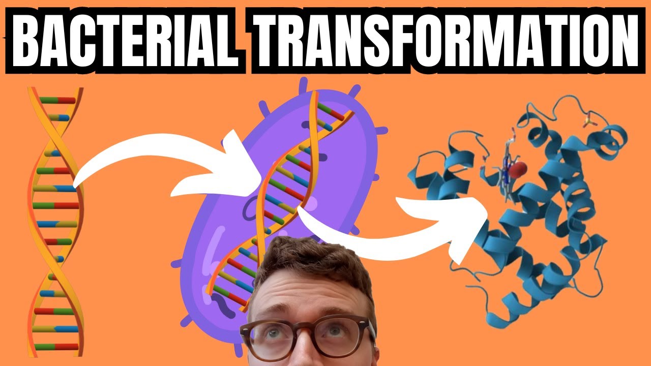 Bacterial Transformation Simply Explained