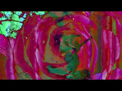 KöSHRiMP - Through The Algas