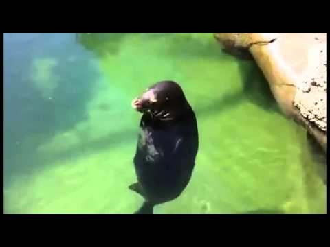 Seal Zen - spinning seal for 10 minutes