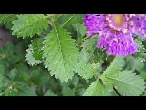Garden#Flowers#Keshranjini#Lovender Colour Beautiful Flowers#