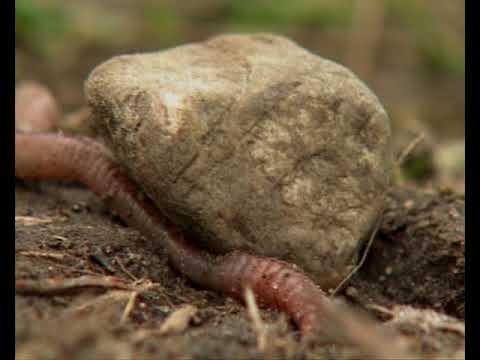 Bodenleben und Bodenvielfalt