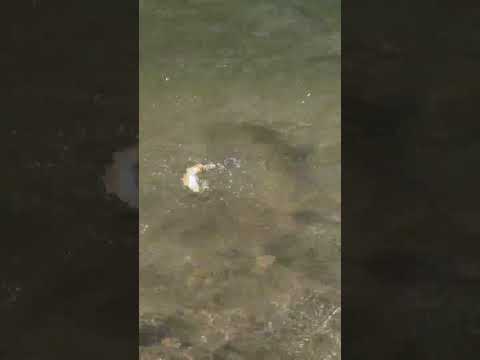 Pesca de sabaleta en el Rio Nare en Alejandria | Antioquia, Colombia | Brycon Fishing