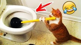 Я РЖАЛ ПОЛ ЧАСА | Приколы с Животными 2019 | Смешные Коты и Собаки