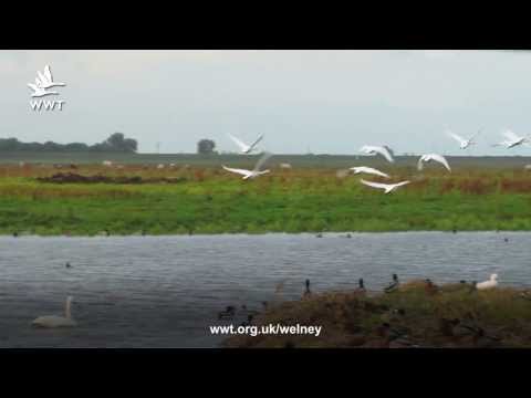 WWT Welney: Swan migration begins