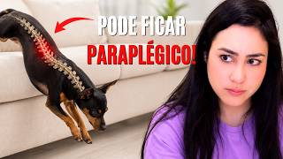 PASSO-A-PASSO: ENSINE SEU CÃO A PEDIR PRA SUBIR E DESCER DO SOFÁ E DA CAMA