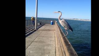 John Denver - Sticky Summer Weather
