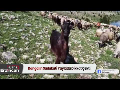 Kangalın Sadakati Yaylada Dikkat Çekti