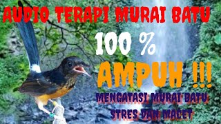 Download lagu Terapi murai batu,mengatasi murai batu STRES dan MACET BUNYI,seketika akan GACOR kembali,kicau mania mp3