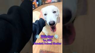 Video preview image #1 Siberian Husky-Unknown Mix Puppy For Sale in Rowlett, TX, USA