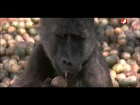 Besoffene Tiere - Die lustige Welt der Tiere 1974