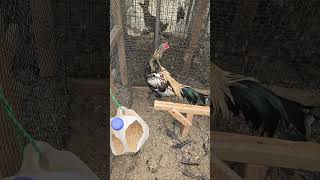 Download lagu Pure Chiang Mai qaib pama mp3