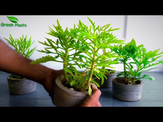 Vidéo Prononciation de kalanchoe en Anglais