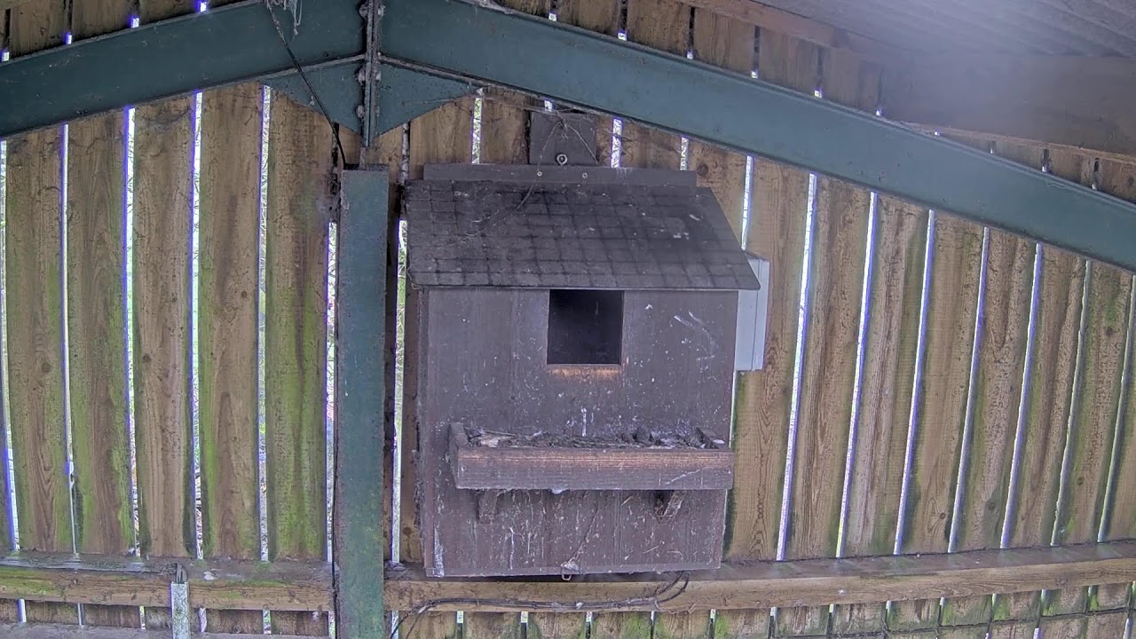 Somerset Wildlife Trust Barn Owl Webcam (external)