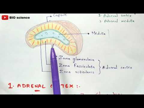 Pituitary gland structure function and hormones Anterior and posterior pituitary gland