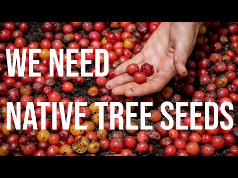 How to Collect Native Tree Seeds