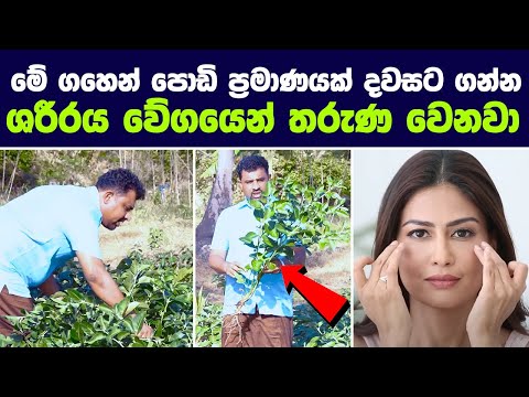 වයසට යෑම ප්‍රමාද කර ඔබේ තරුණ බව රැක දෙන දුර්ලභ ශාකය | Way to LOOK YOUNGER Than Your Age!